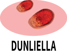 Dunaliella
