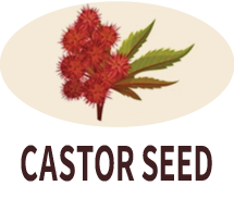 Castor Seed Oil