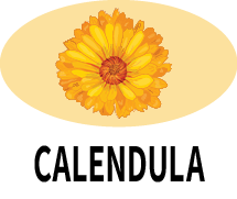 Calendula Oil